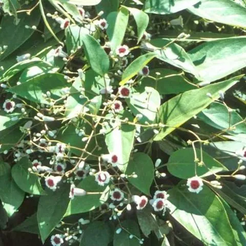 thumbnail for publication: Natural Area Weeds: Skunkvine (Paederia foetida)
